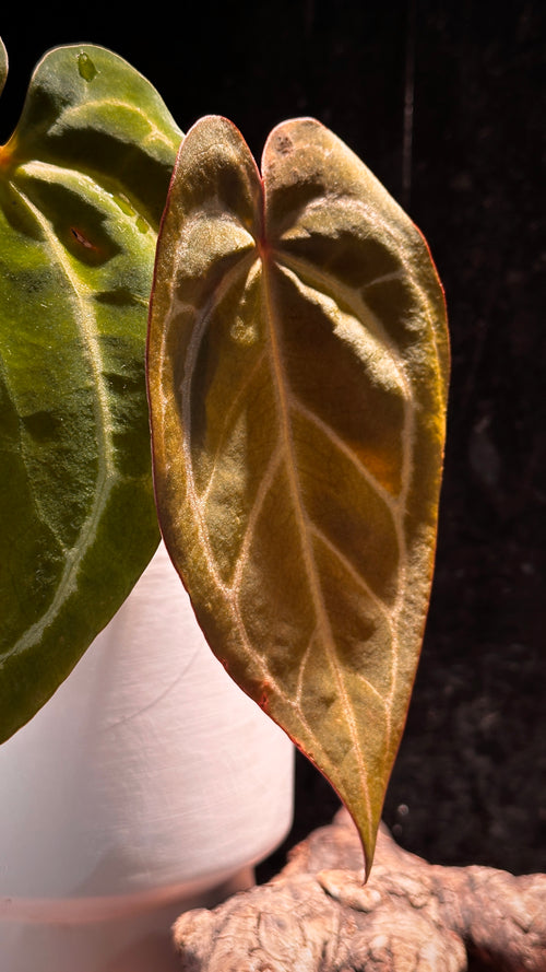 Anthurium 'Silver Butterfly'