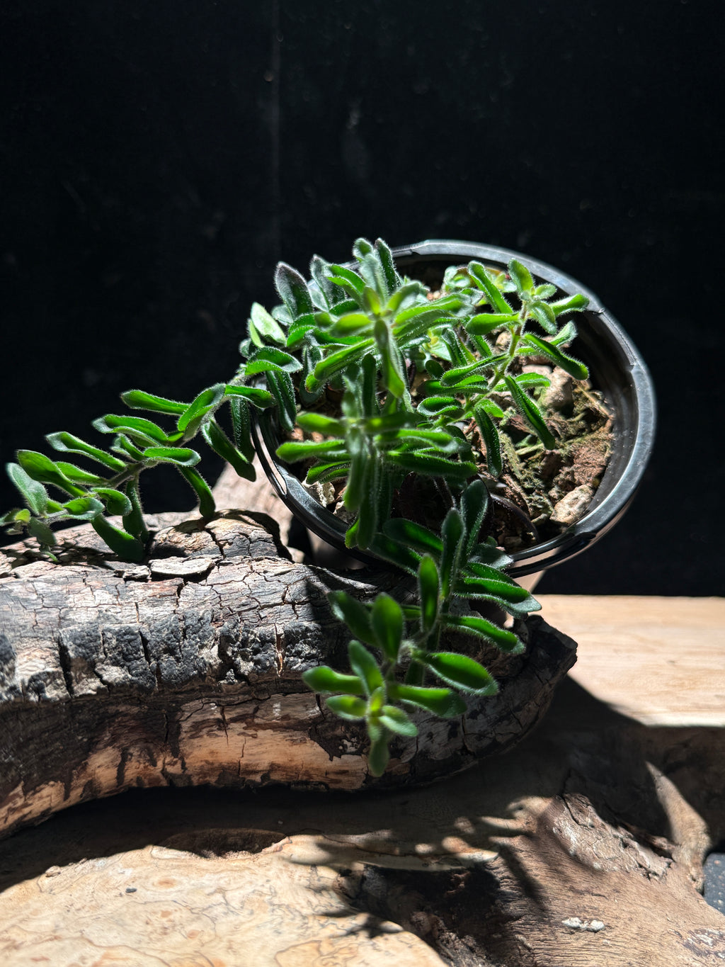 Aeschynanthus ‘Rasta’ Lipstick Plant – Curly Vining Houseplant