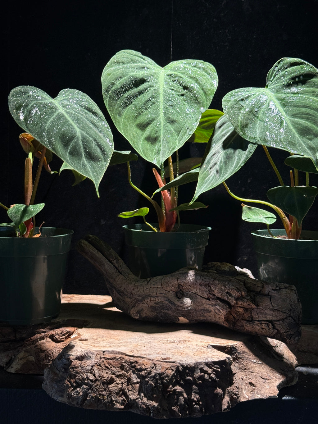 Philodendron rubrijuvenile ‘El Choco Red’ – Velvety Red‑Backed Climber