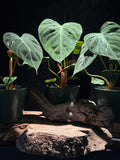 Philodendron rubrijuvenile ‘El Choco Red’ – Velvety Red‑Backed Climber