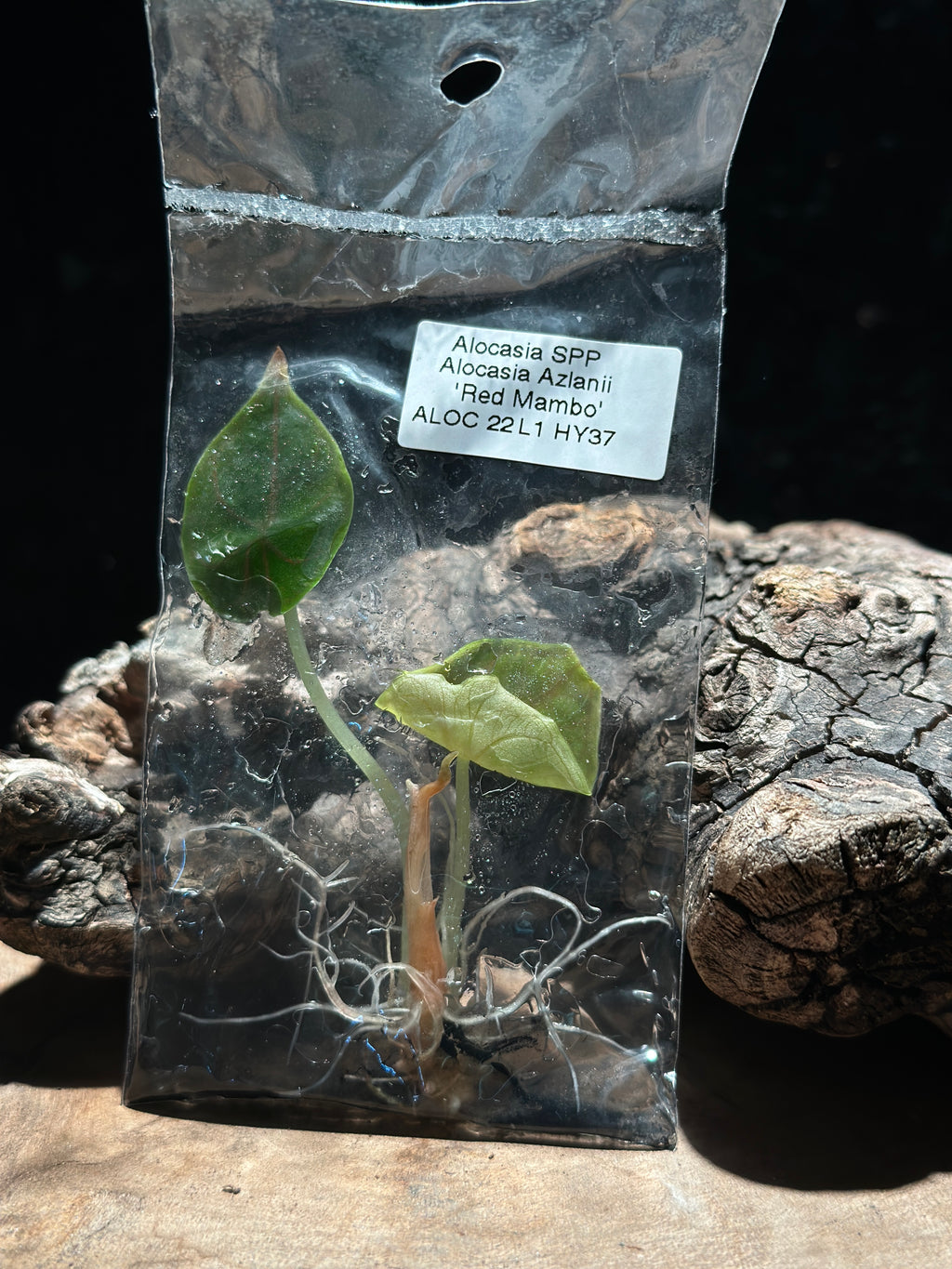 Alocasia “Red Mambo” TC Rare Jewel Alocasia Tissue Culture