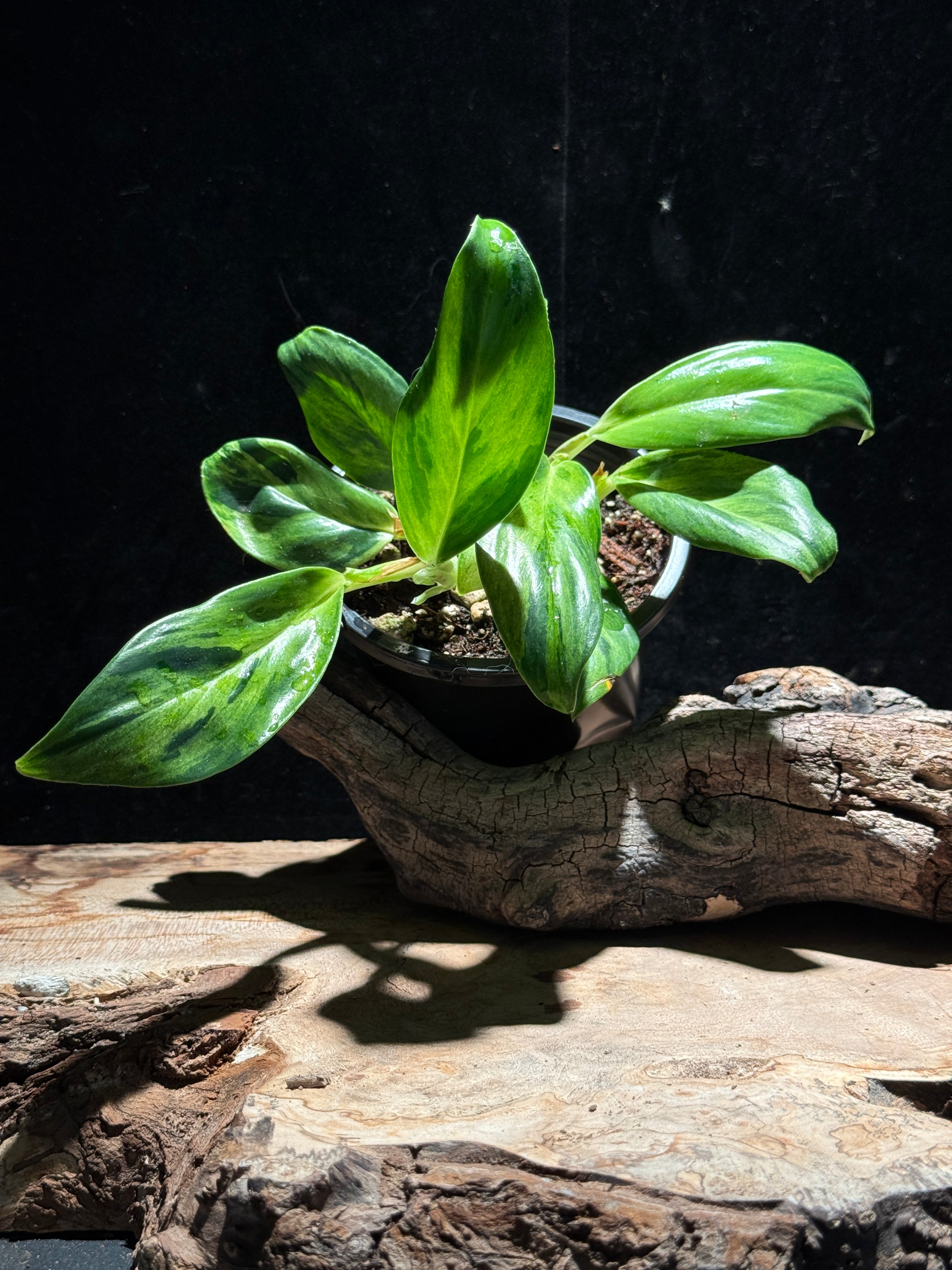 Raphidophora eliptica- sculptural climbing aroid