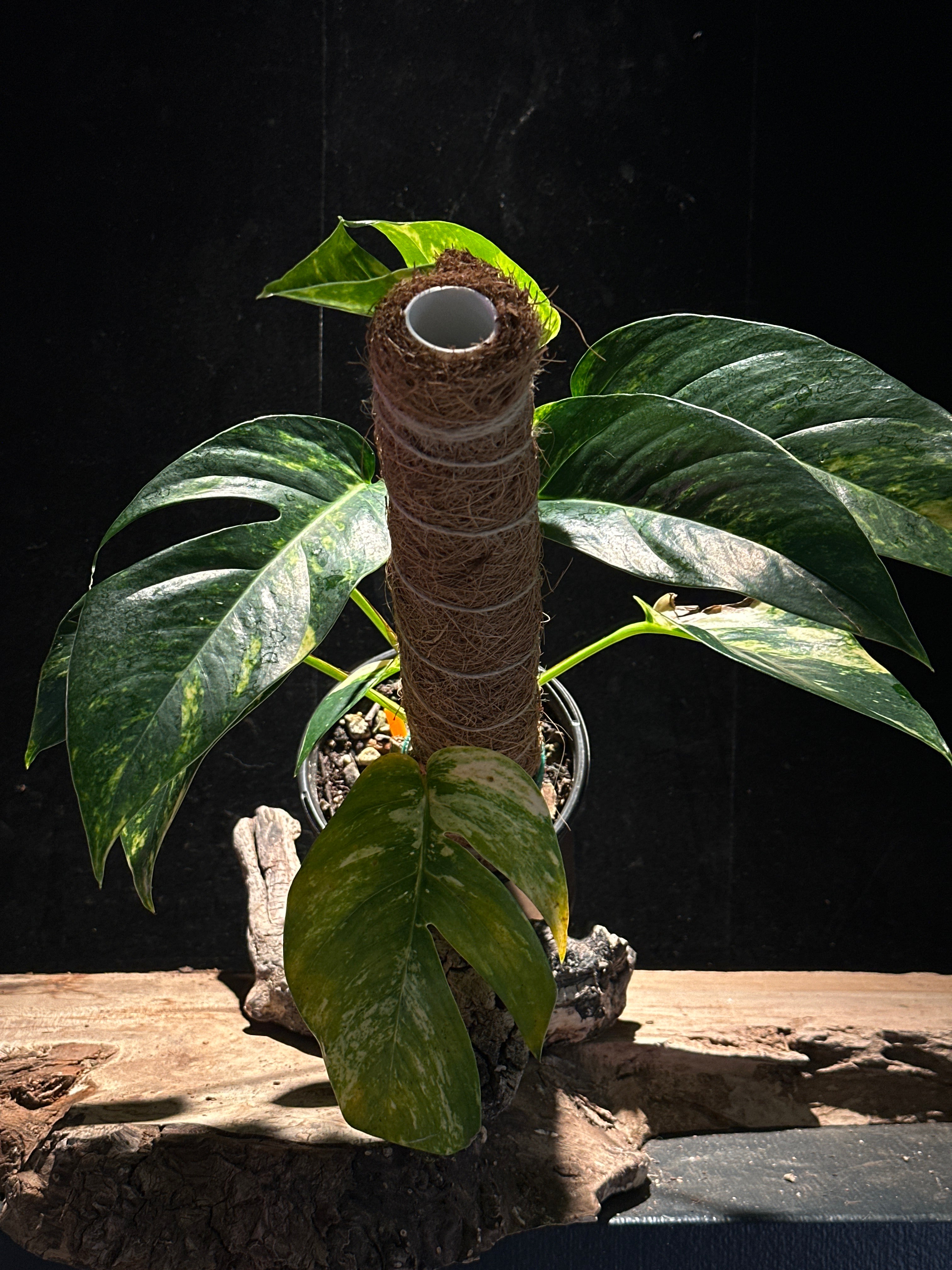 Epipremnum pinnatum ‘Golden Flame’