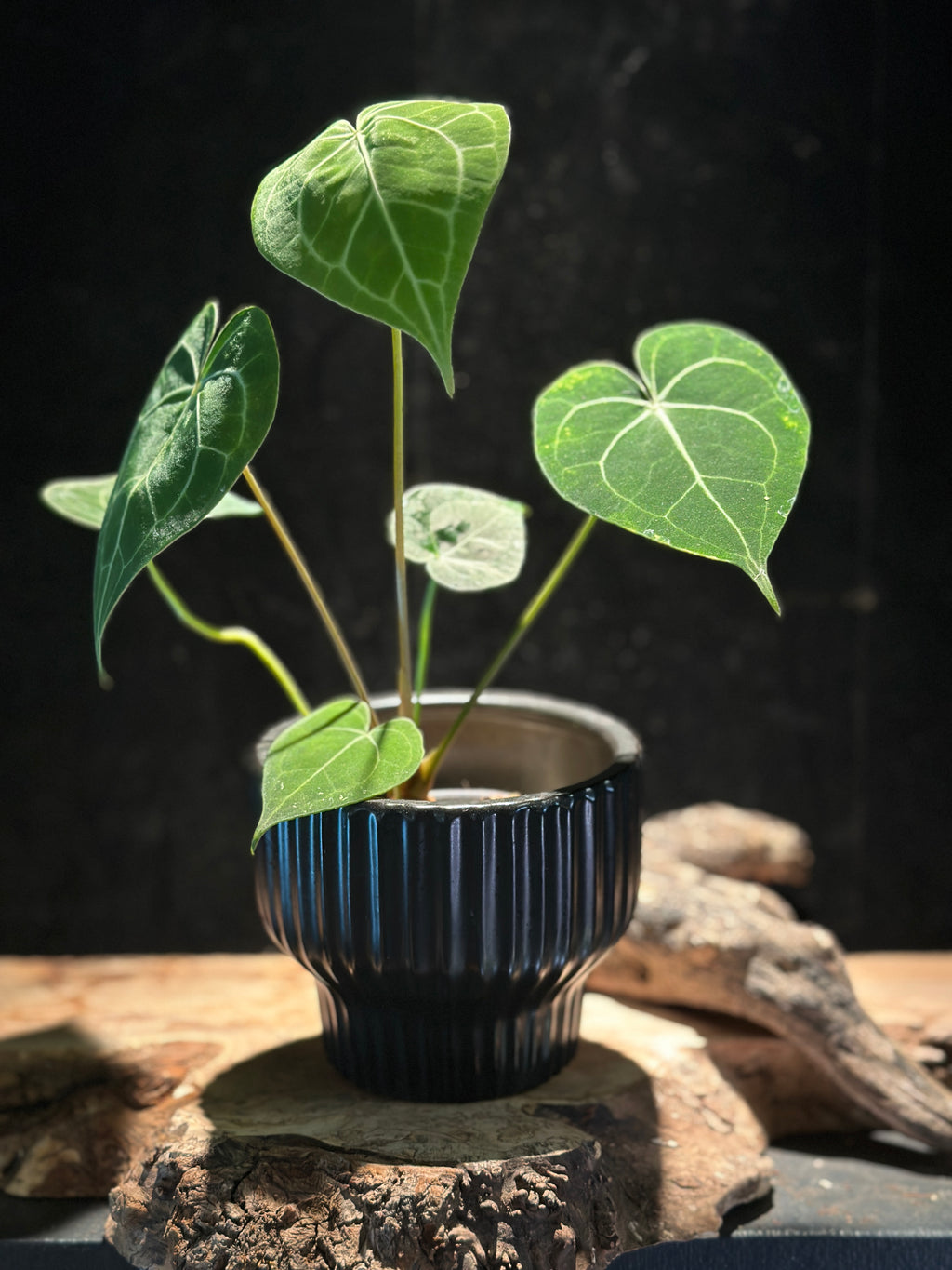 Anthurium King of Clarinervium