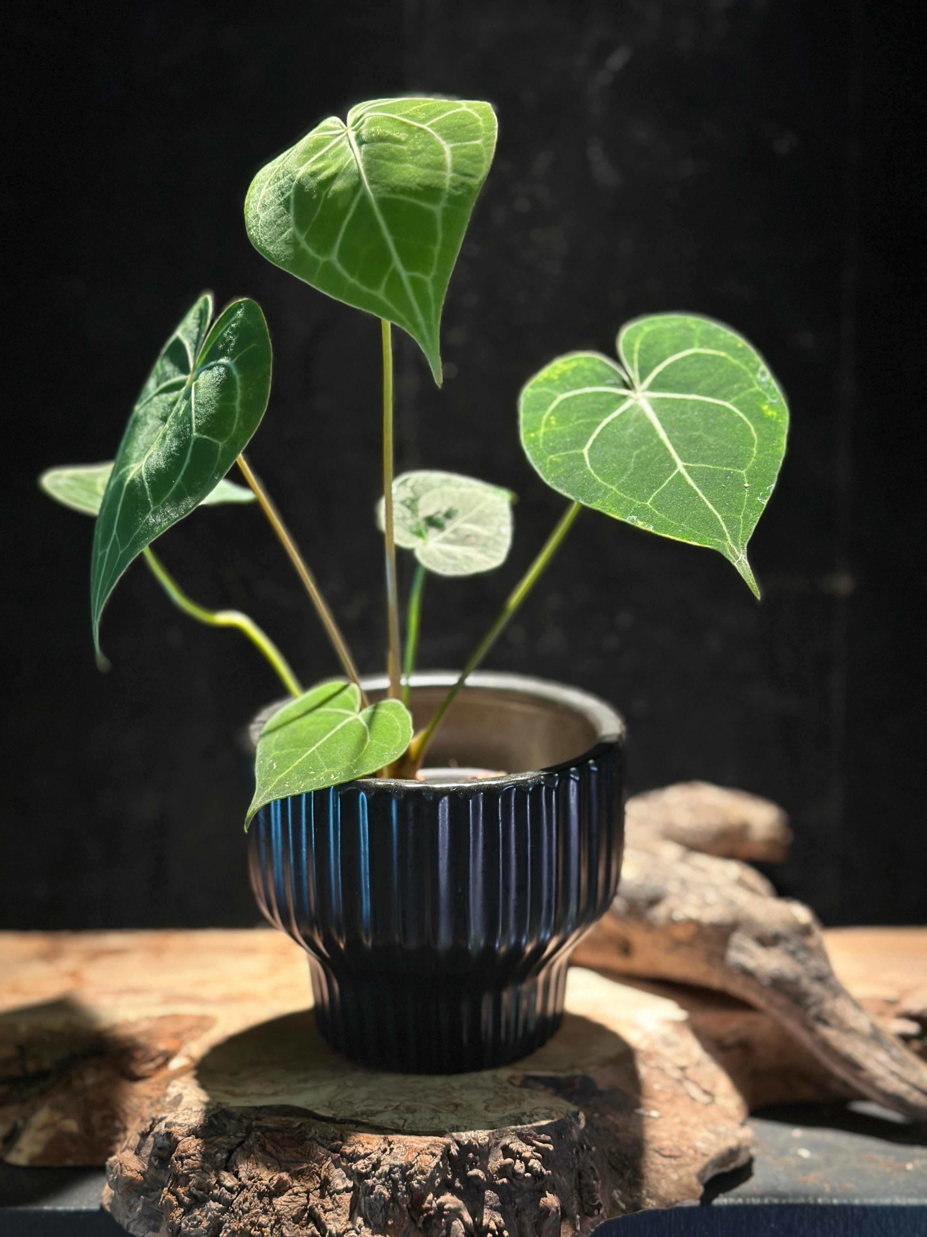 Anthurium King of Clarinervium