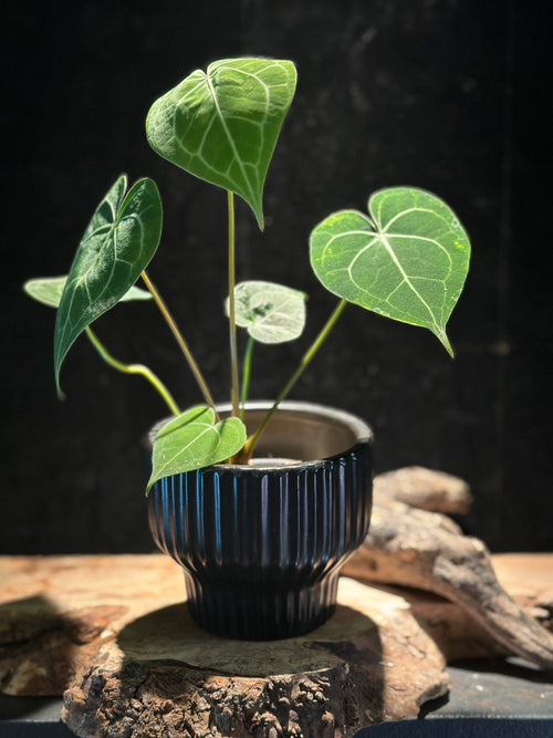 Anthurium King of Clarinervium