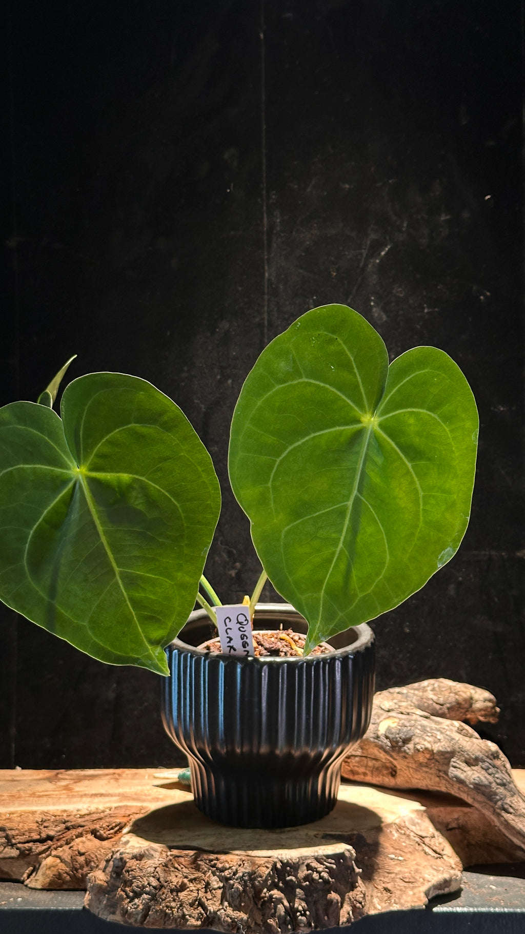 Anthurium Queen of Clarinervium