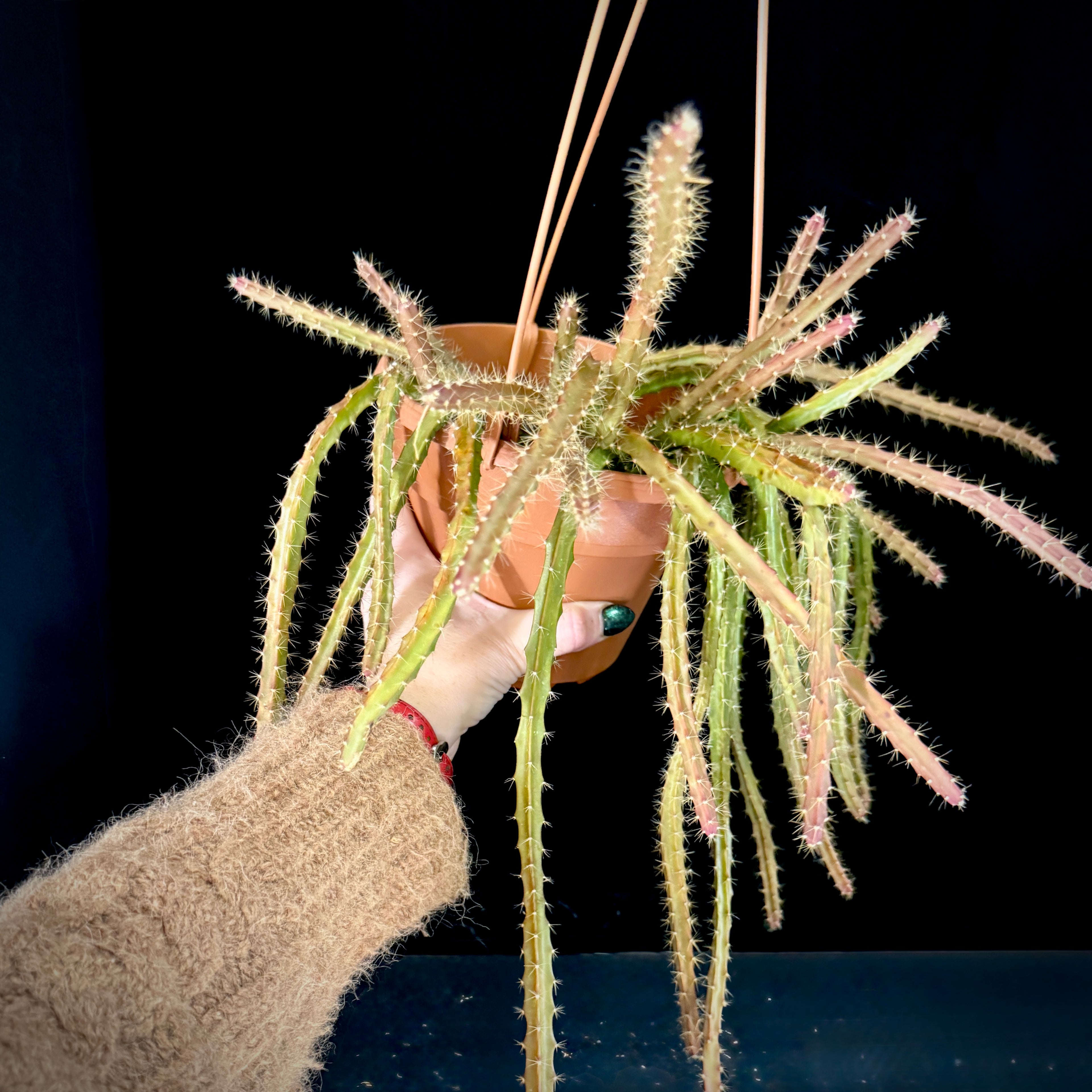 Selenicereus grandiflorus ‘Queen of the Night’ cactus