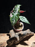 Alocasia Chanterini Pink- Corm Grown in Semi-hydro