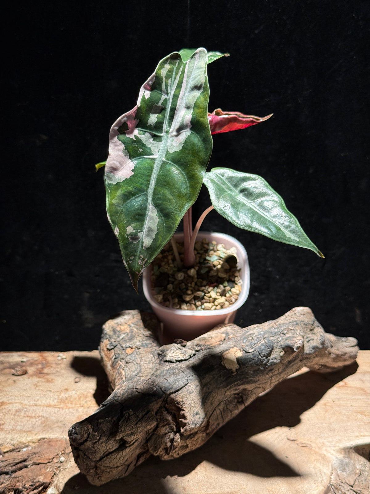 Alocasia Chanterini Pink- Corm Grown in Semi-hydro