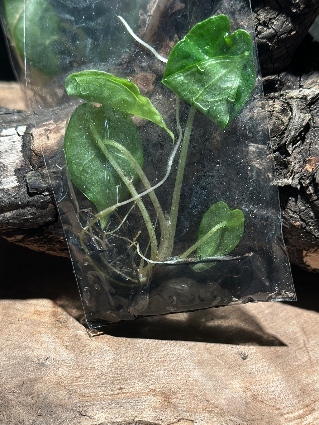 Alocasia 'Shattered Glass'
