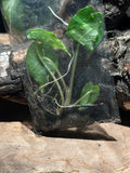 Alocasia 'Shattered Glass'