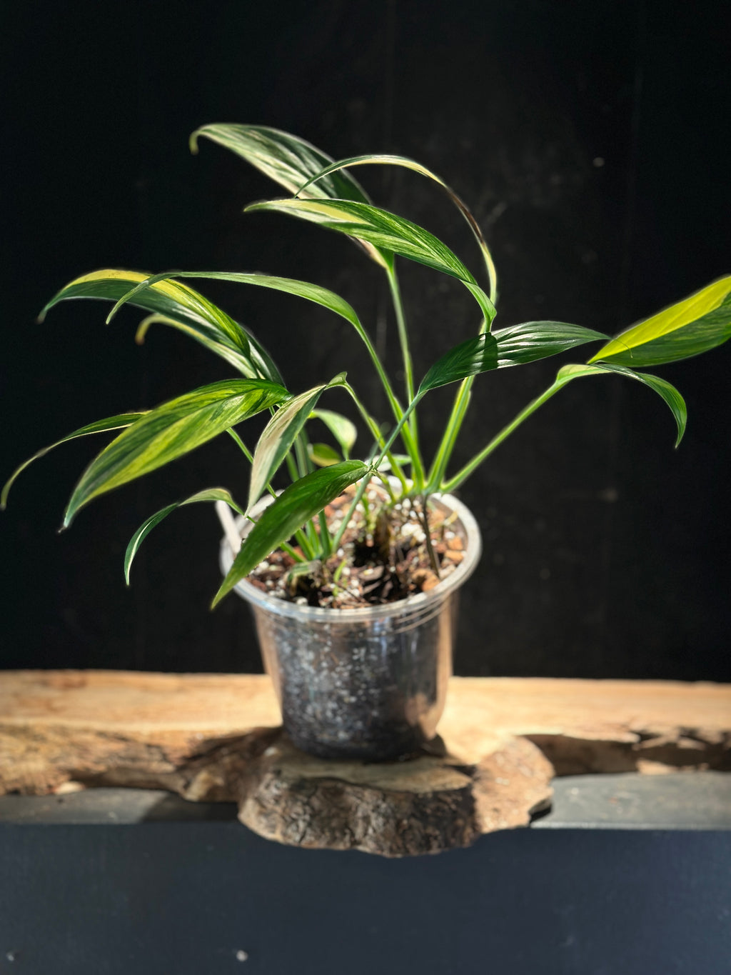 Epipremnum amplissimum ‘Aurea’ – Gold Variegated Amplissimum