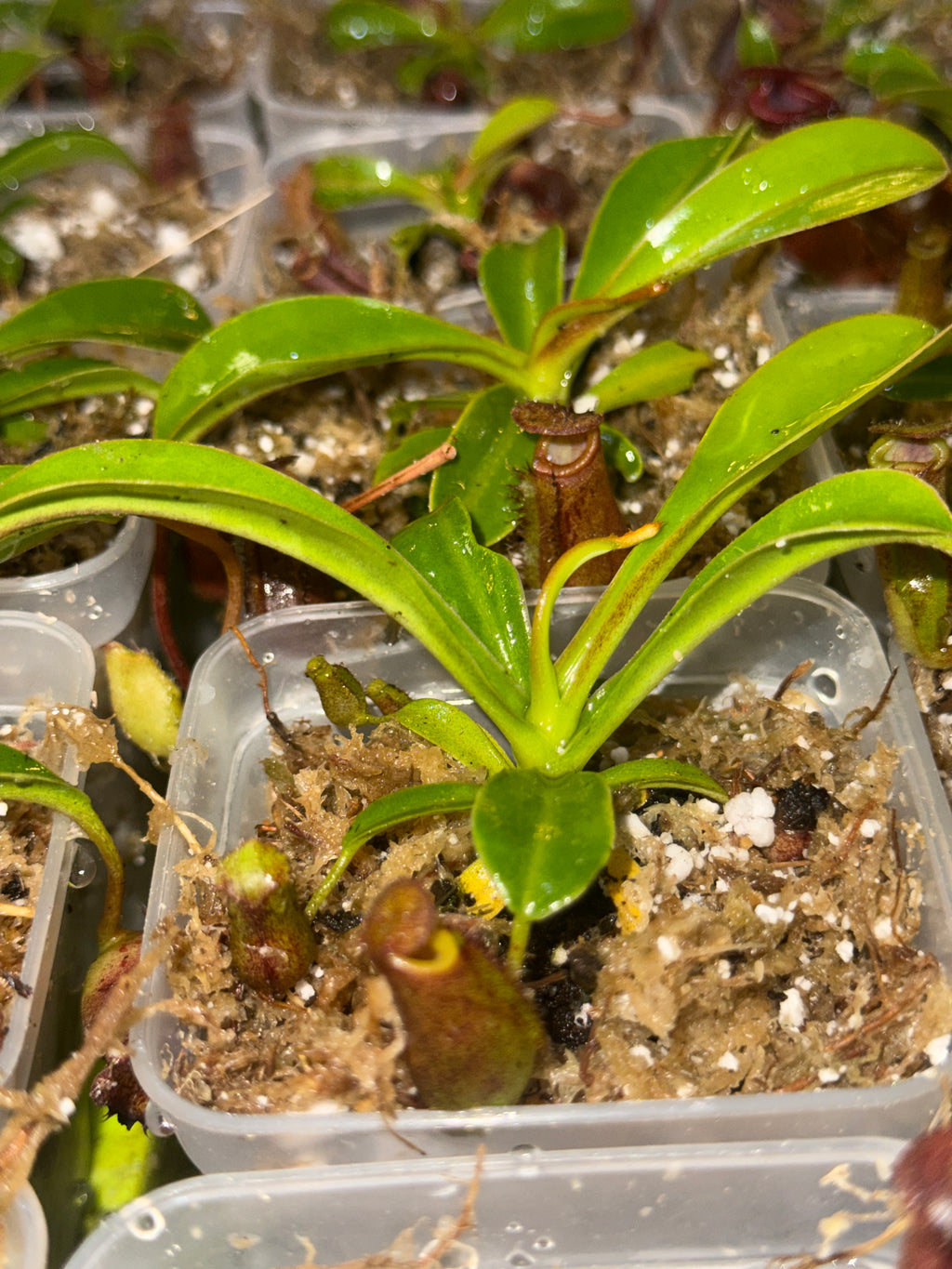 Nepenthes Lowii x Ventricosa