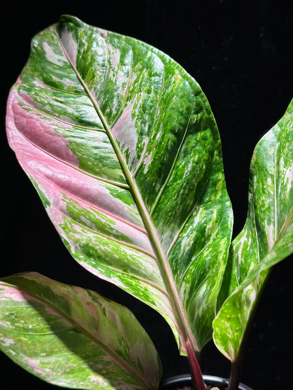 Anthurium ‘Renaissance Pink’ (not from tissue culture)