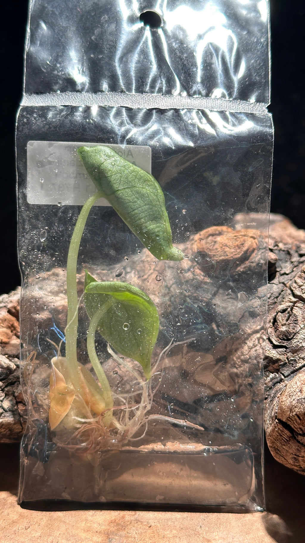 Alocasia “Red Mambo” TC Rare Jewel Alocasia Tissue Culture