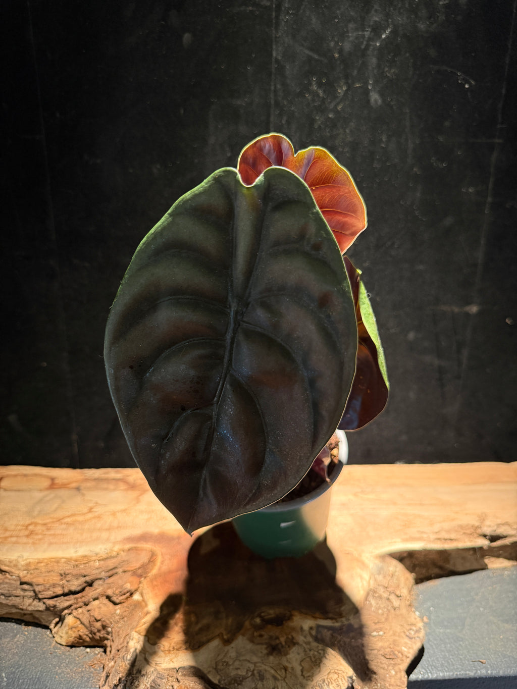 Alocasia cuprea Red Secret