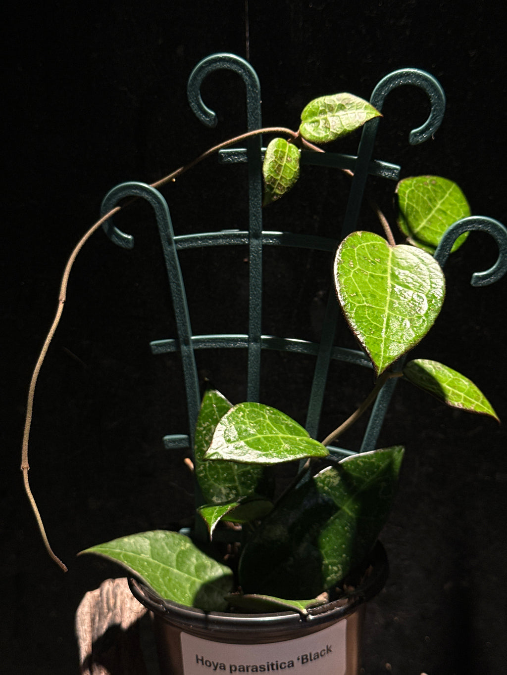 Hoya parasitica 'Black Margin'