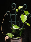 Hoya parasitica 'Black Margin'