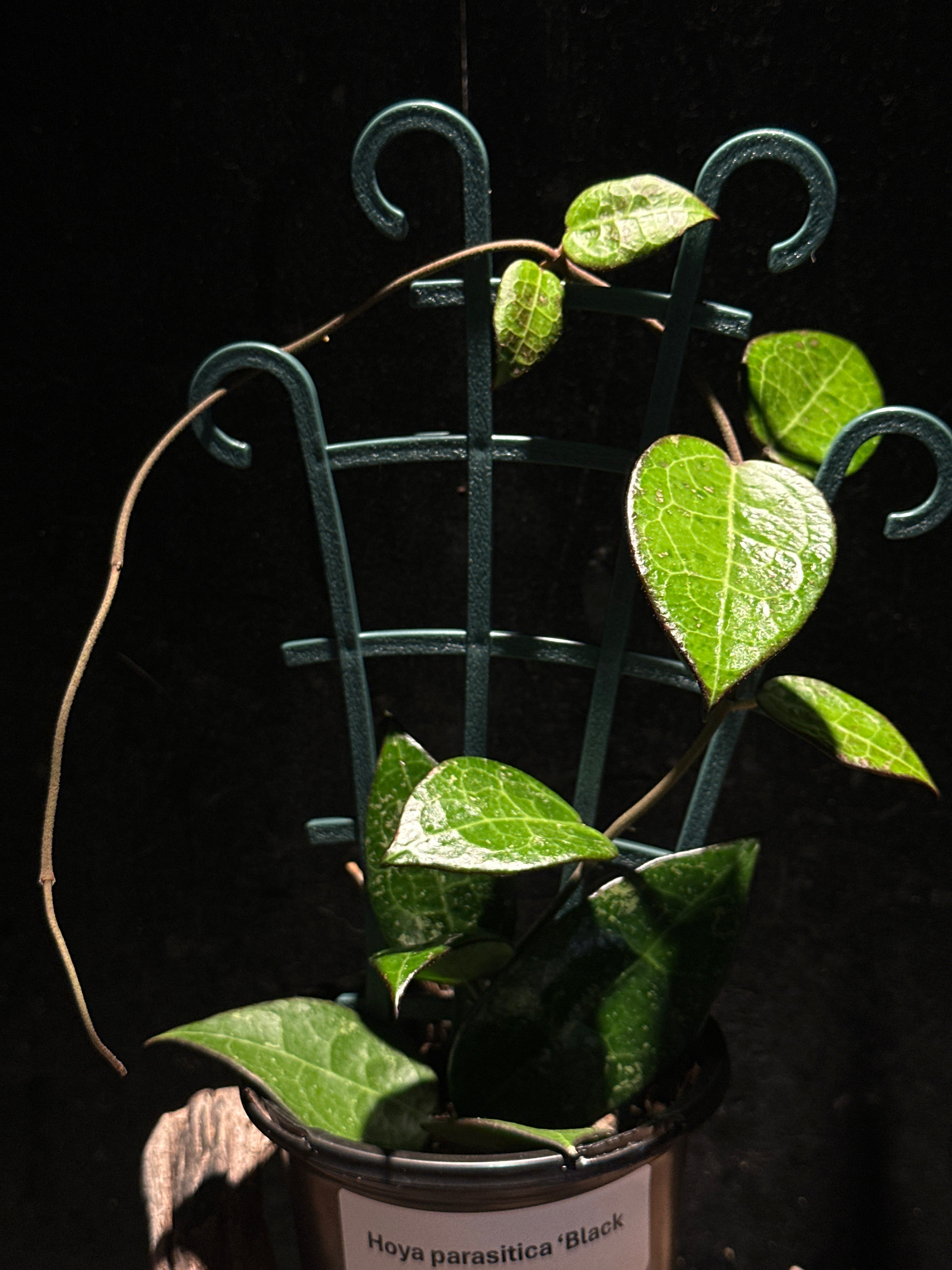 Hoya parasitica 'Black Margin'