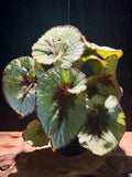 Begonia rex ‘Escargot’ | Spiral Leaf Rex Begonia