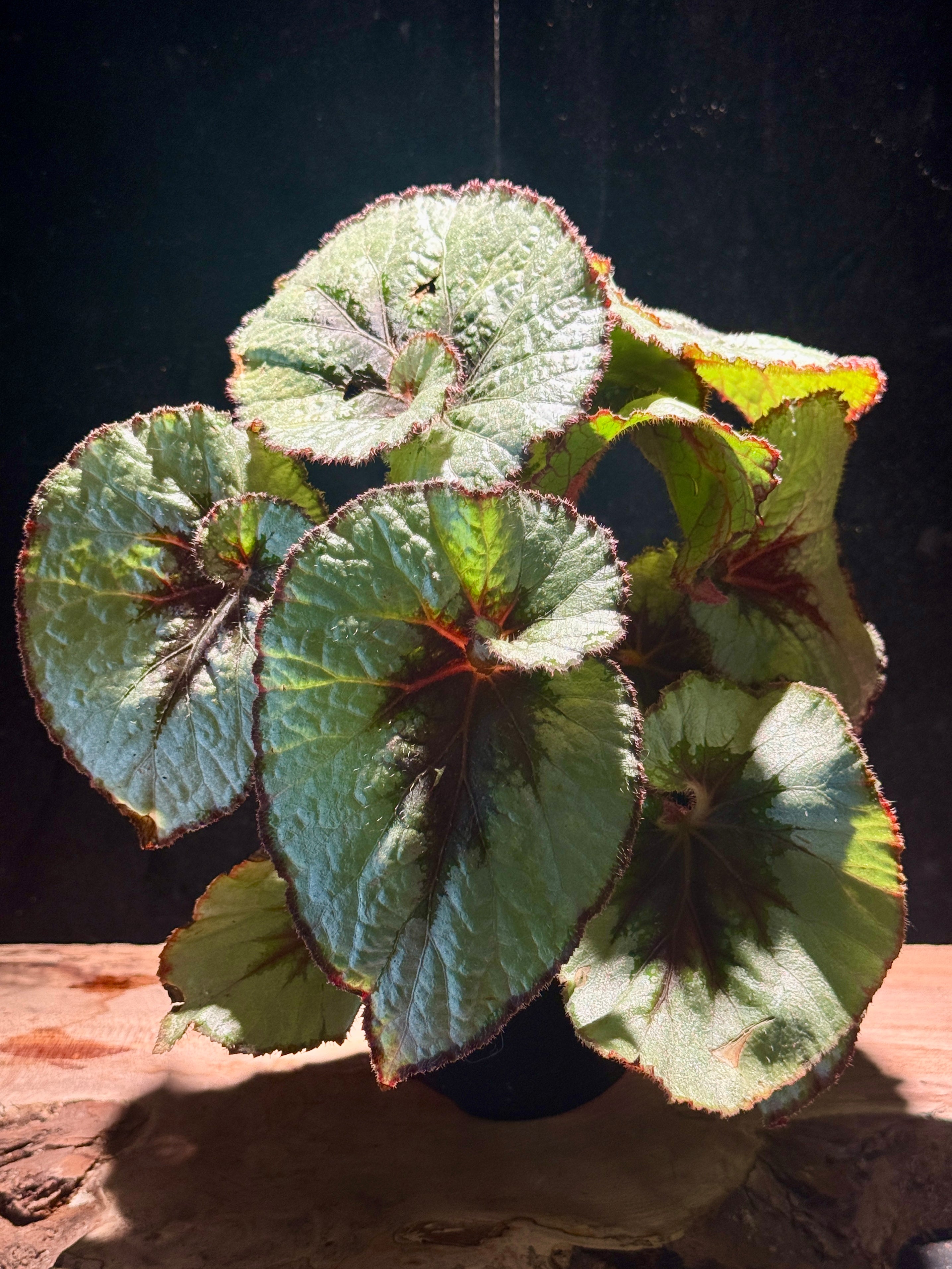 Begonia rex ‘Escargot’ | Spiral Leaf Rex Begonia
