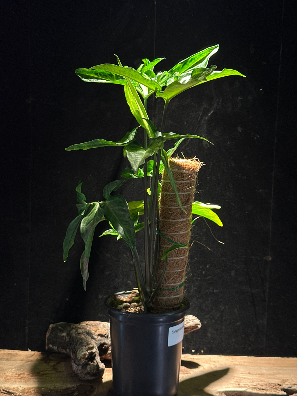 Syngonium angustatum