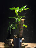 Syngonium angustatum