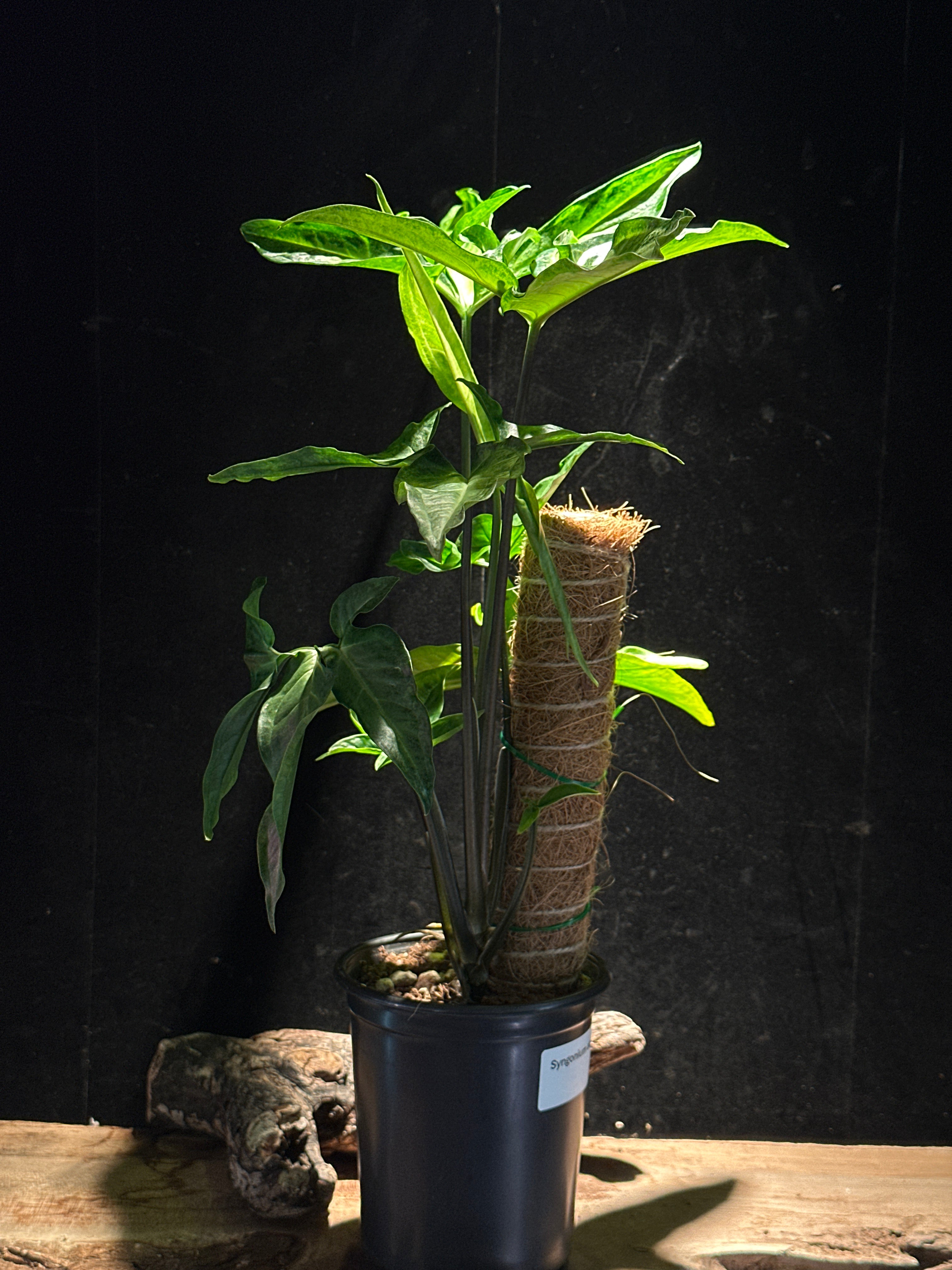 Syngonium angustatum