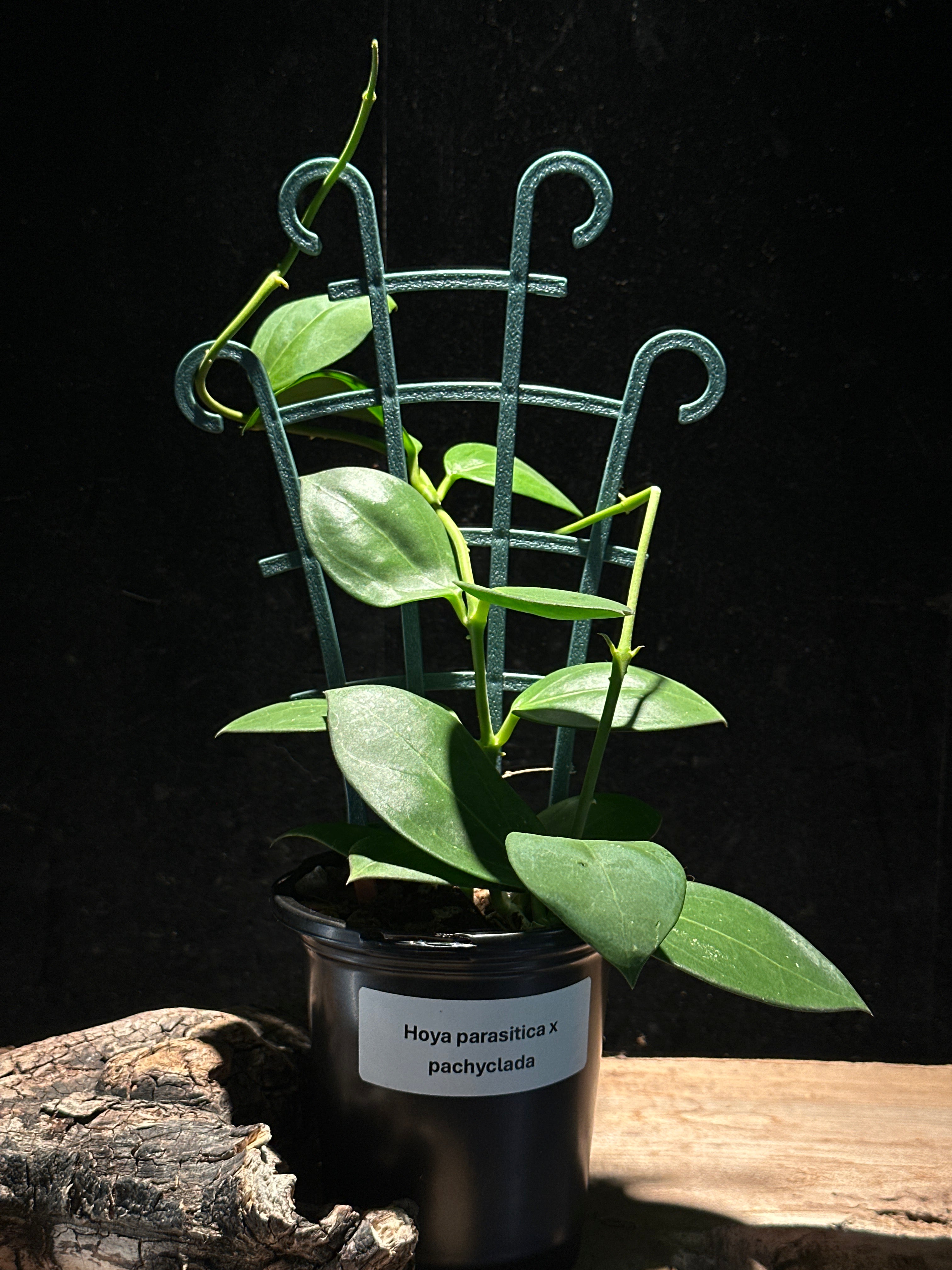 Hoya parasitica x pachyclada