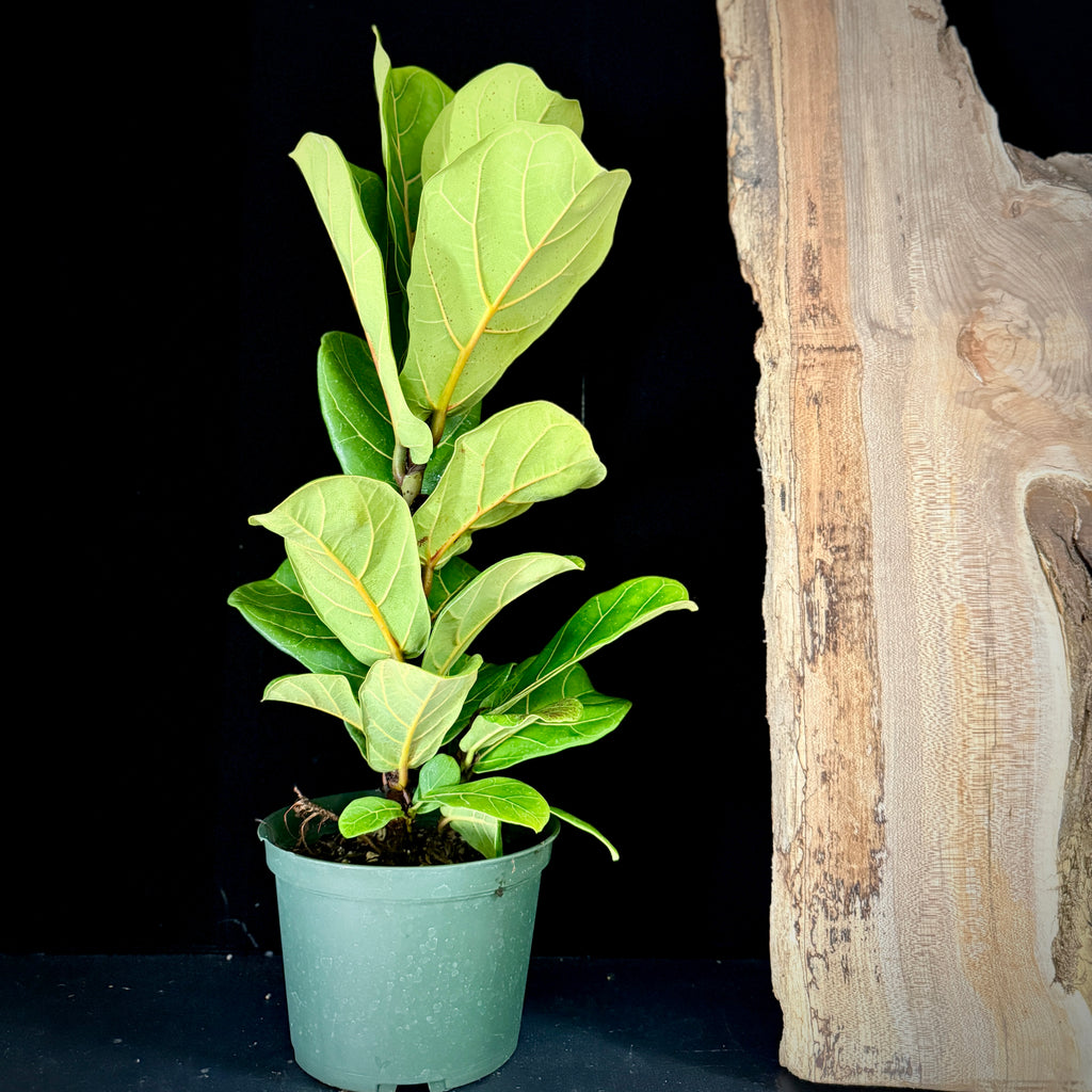 Tradescantia Velvet Stripe