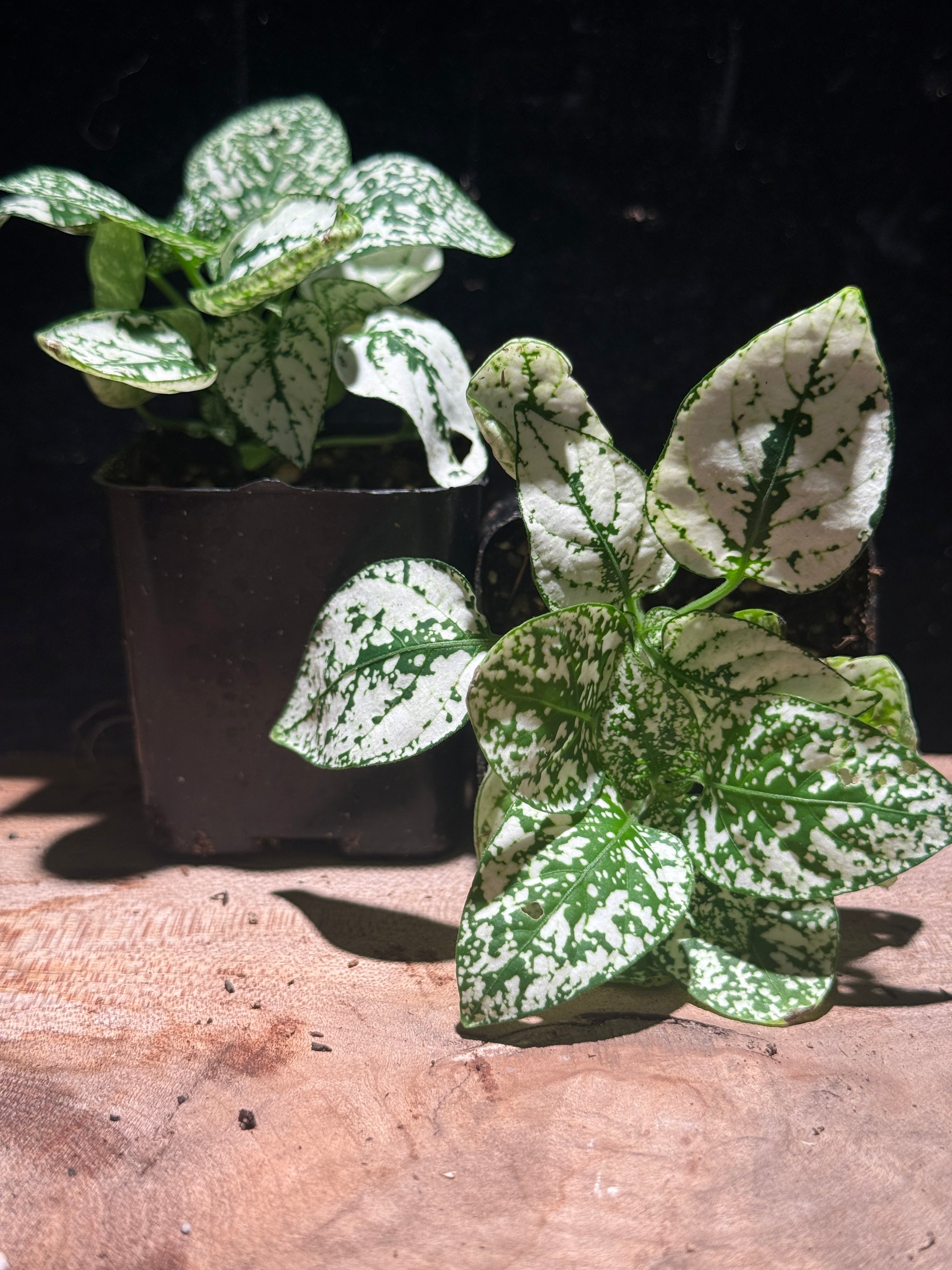 White Polka Dot Plant (Hypoestes)