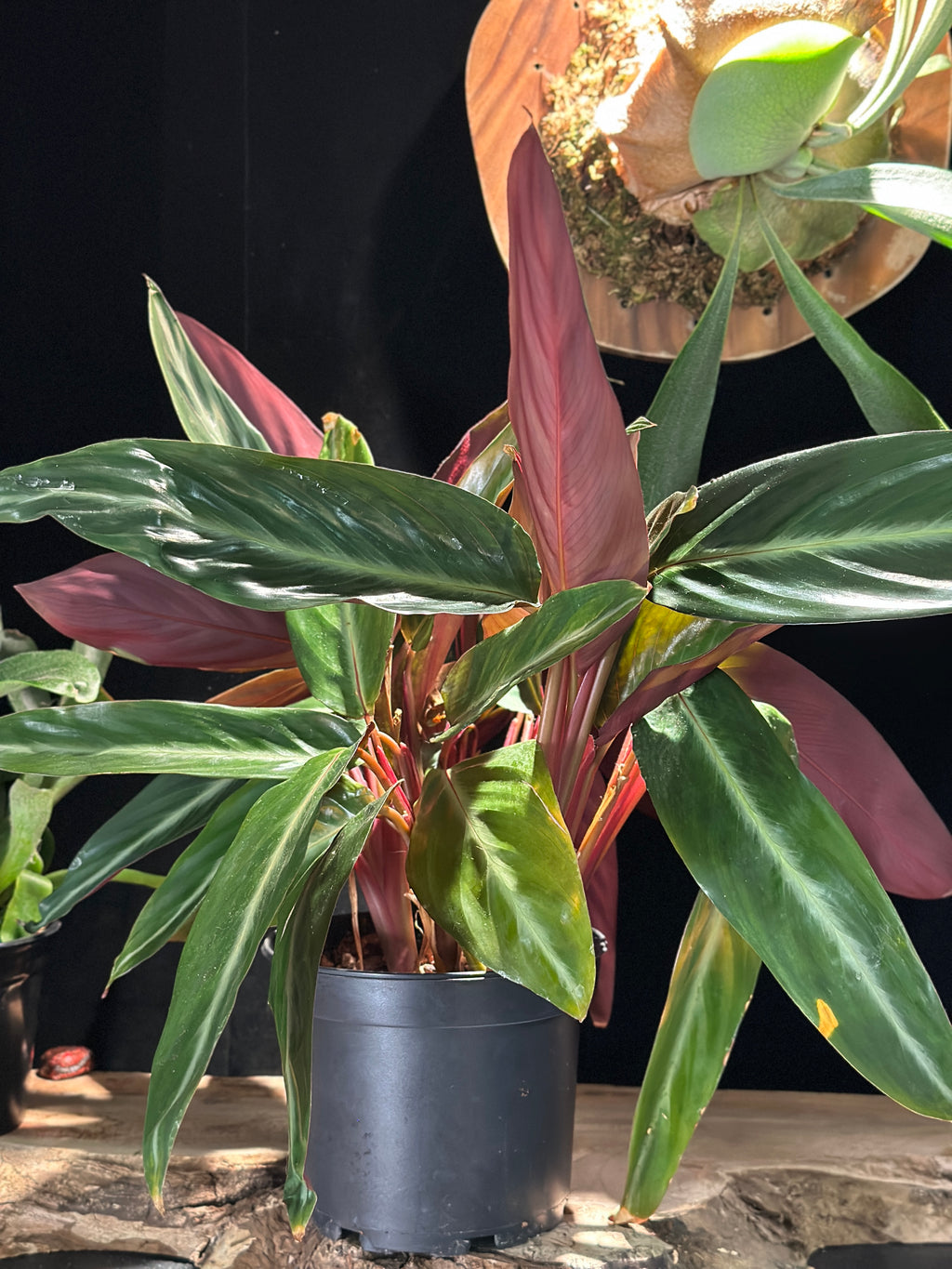 Stromanthe