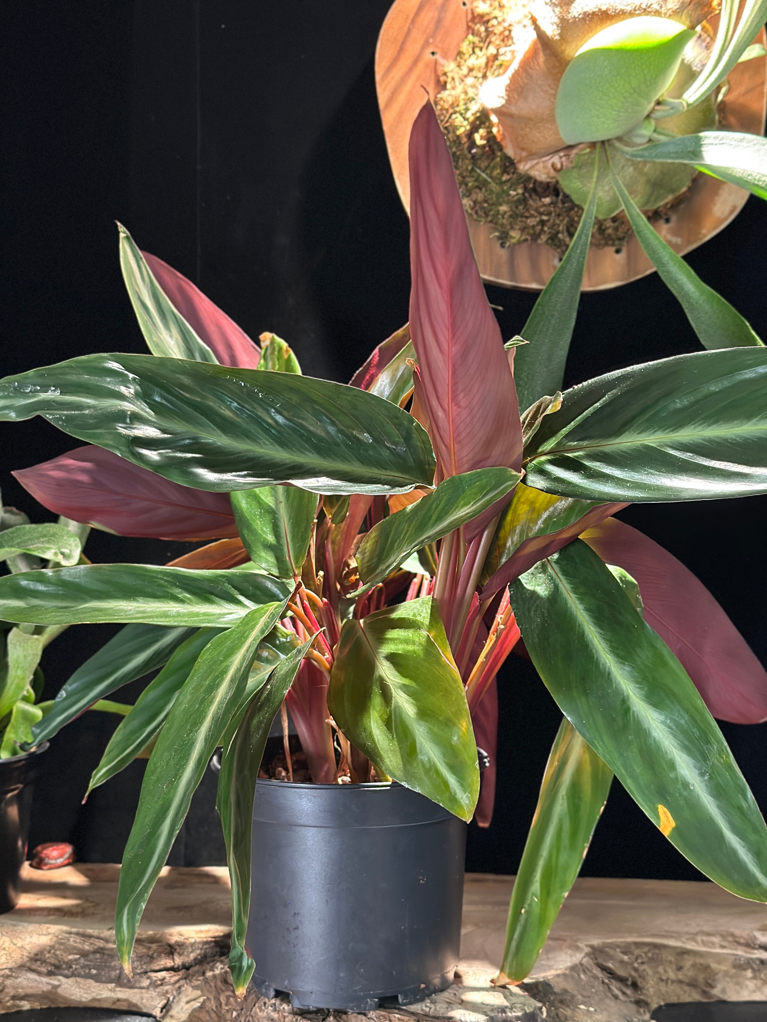 Stromanthe
