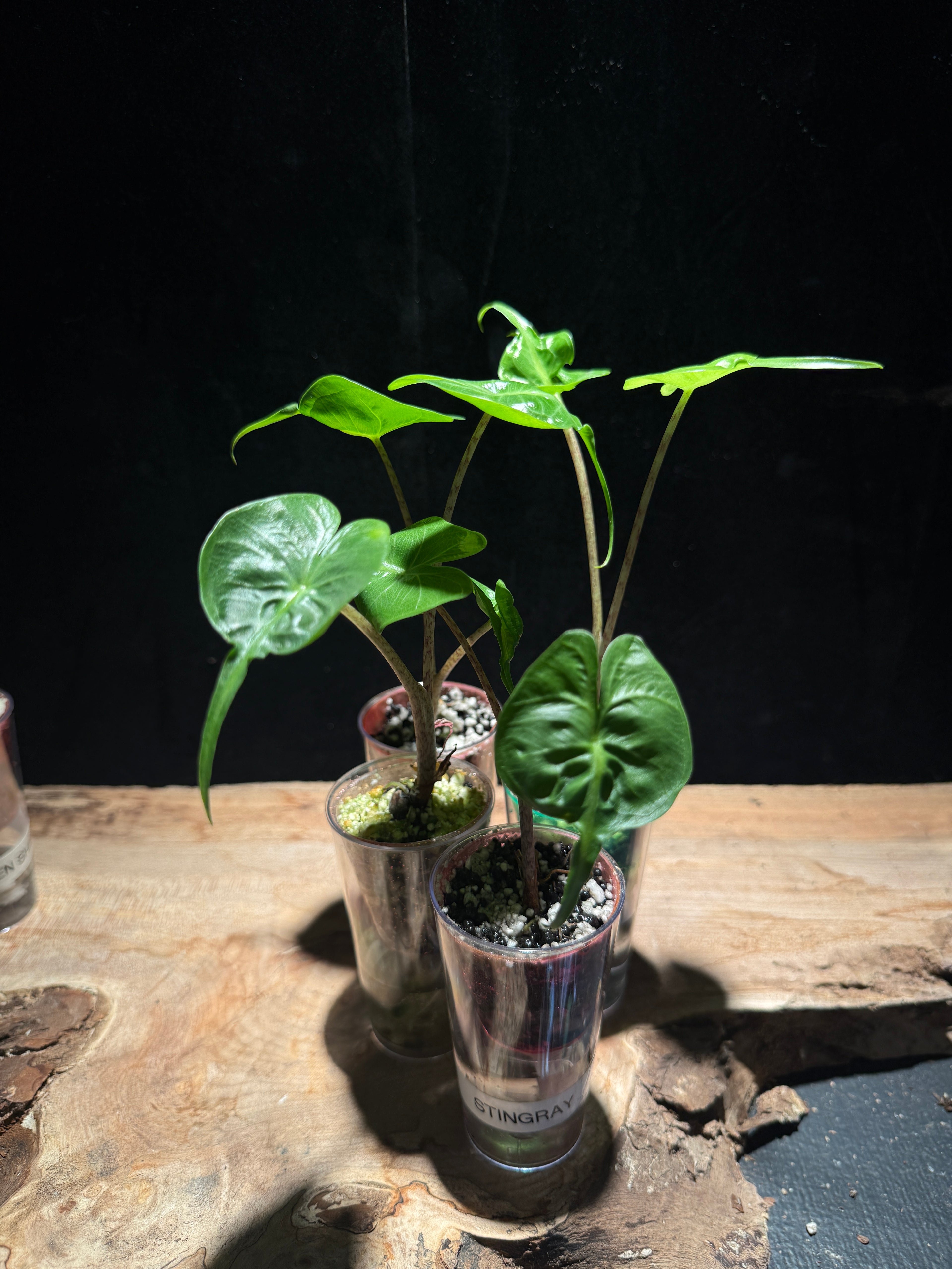 Alocasia ‘Stingray’