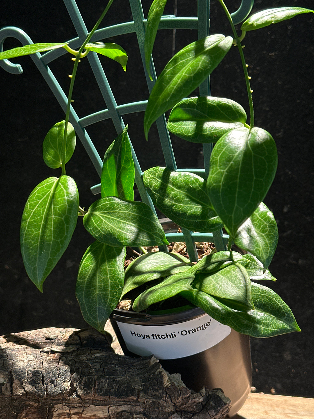Hoya fitchii 'Orange'