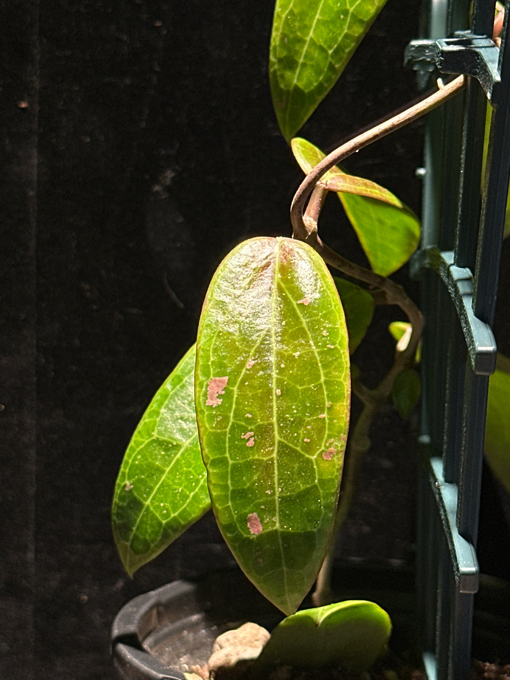 Hoya ‘Garnet Star’