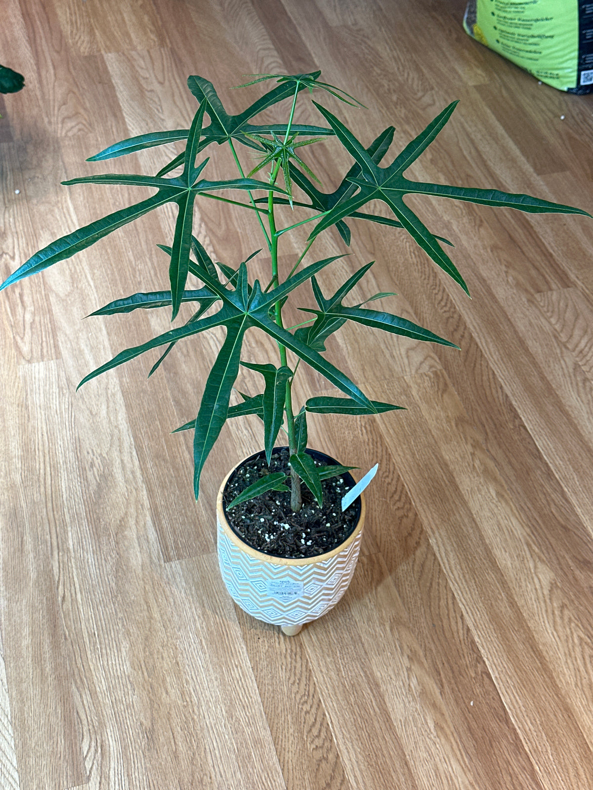 Queensland Bottle Tree - Brachychiton rupestris hybrid 6"