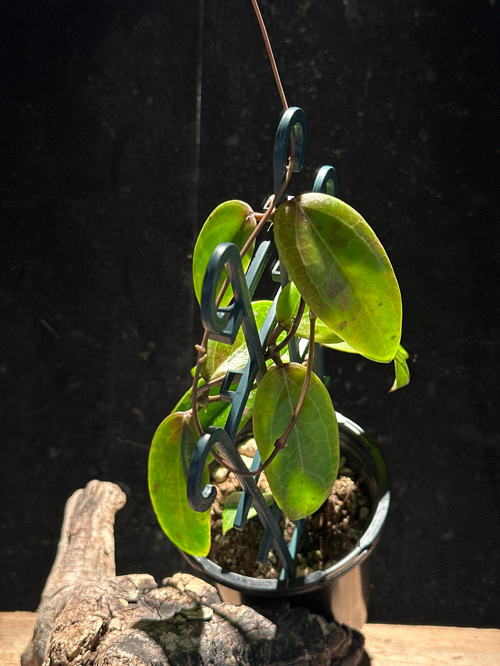 Hoya ‘Garnet Star’