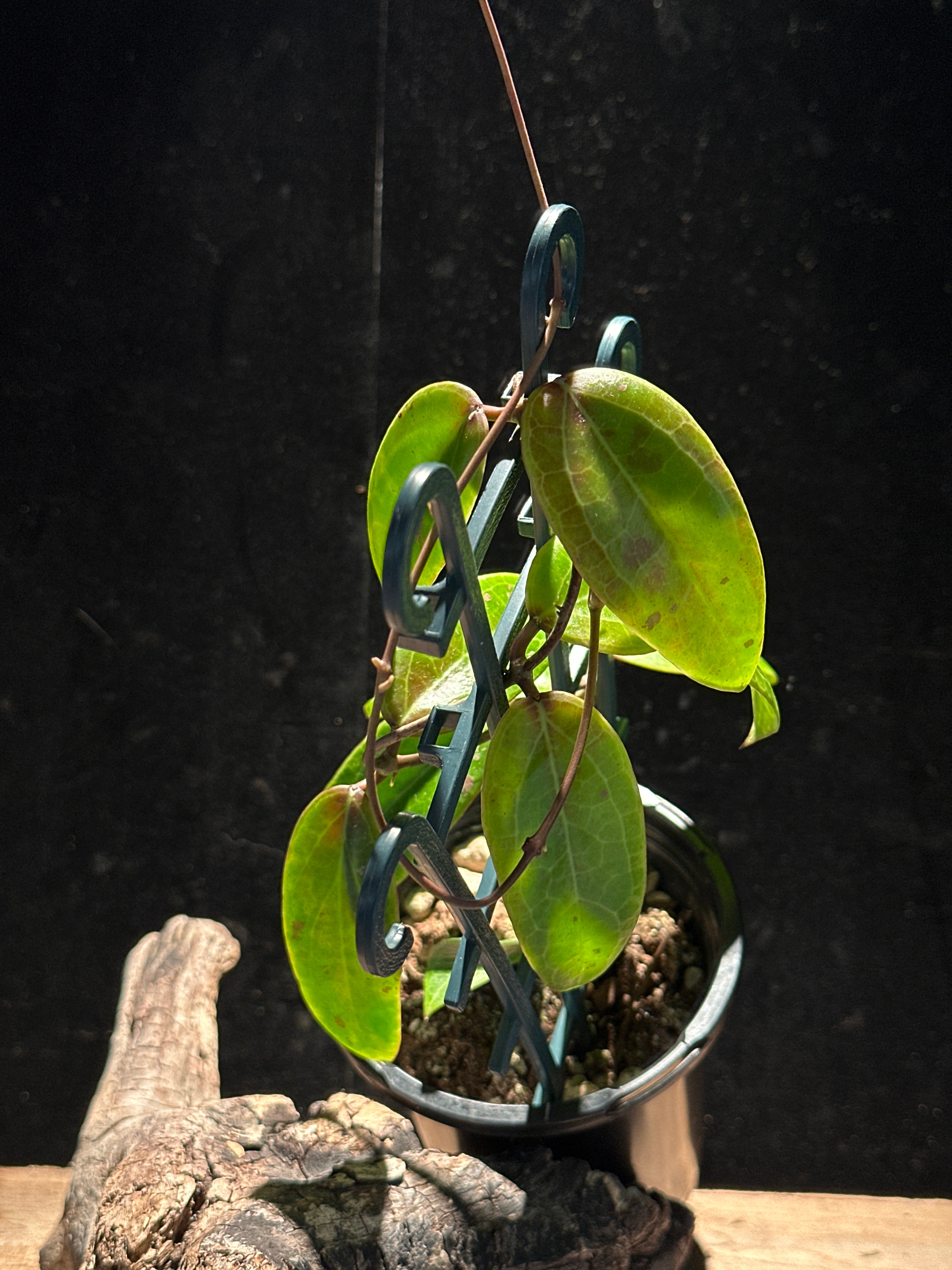 Hoya ‘Garnet Star’