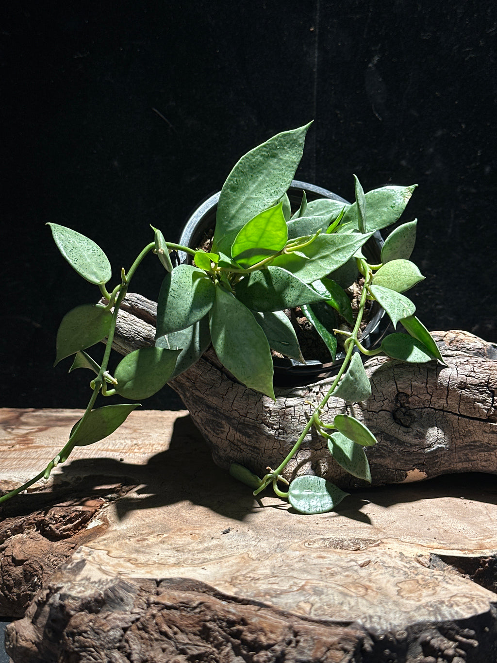 Hoya lacunose Silver Coin