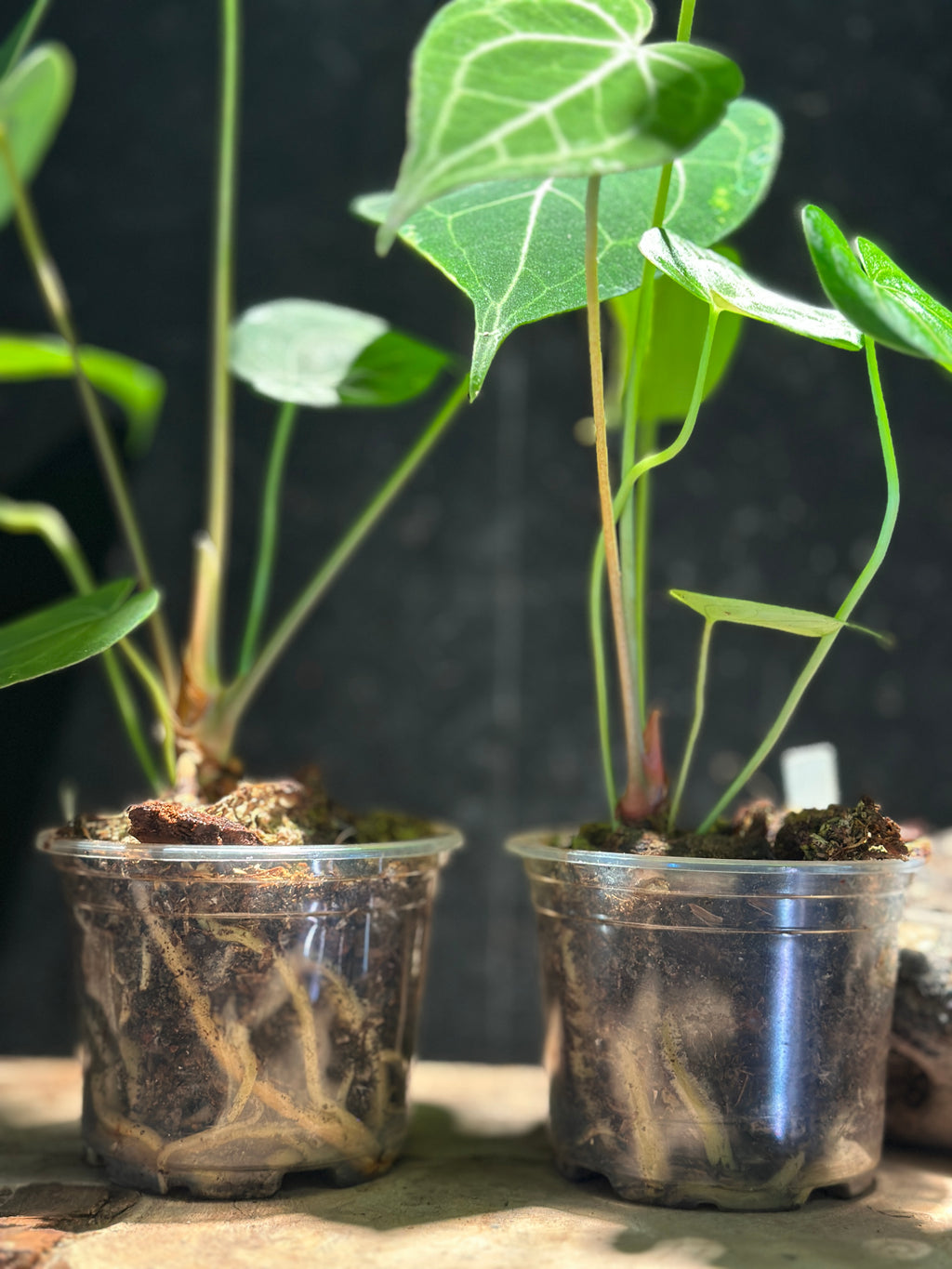 Anthurium King of Clarinervium