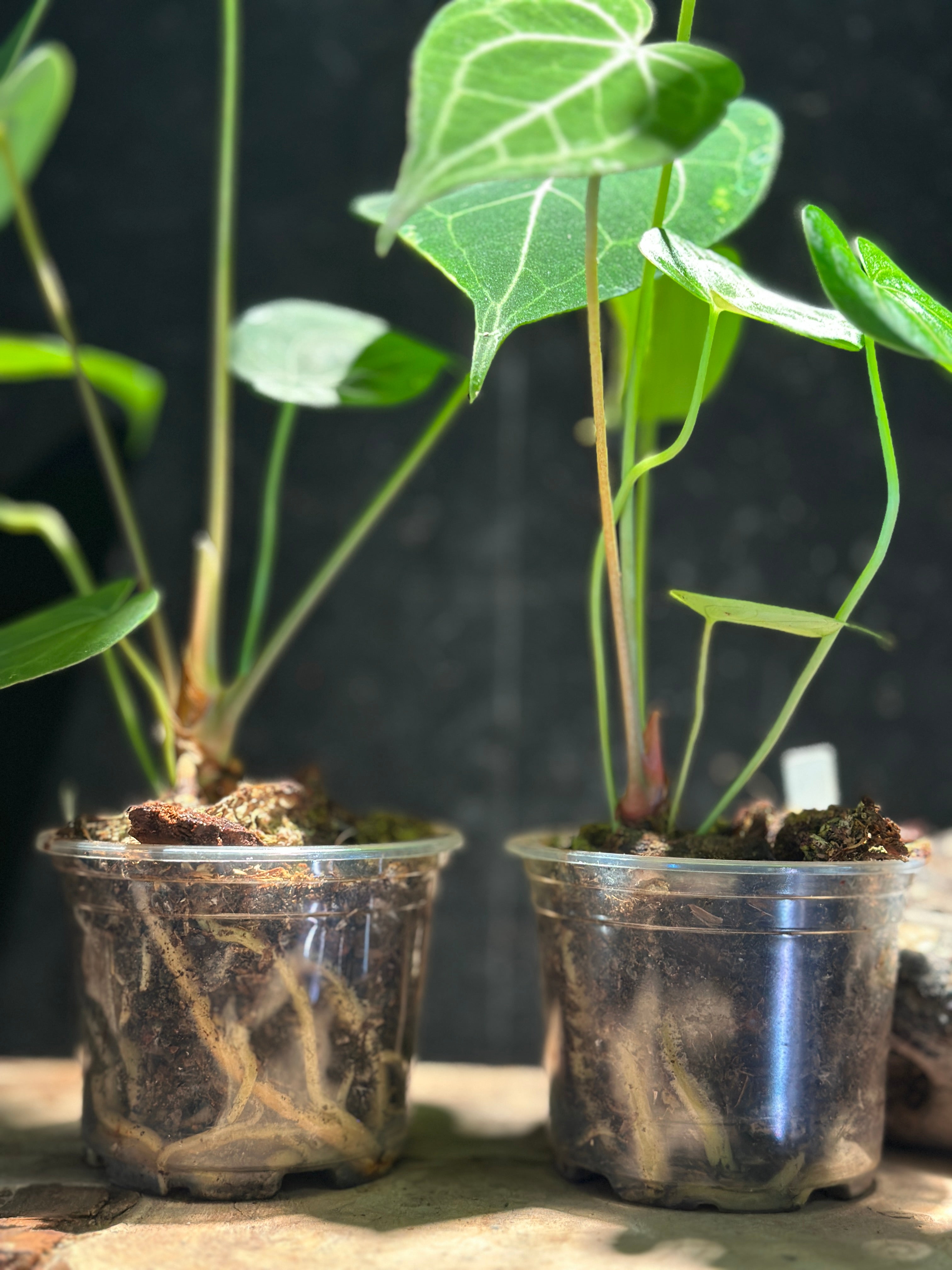 Anthurium King of Clarinervium