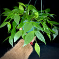 Hoya polyneura 6” Hanging Basket