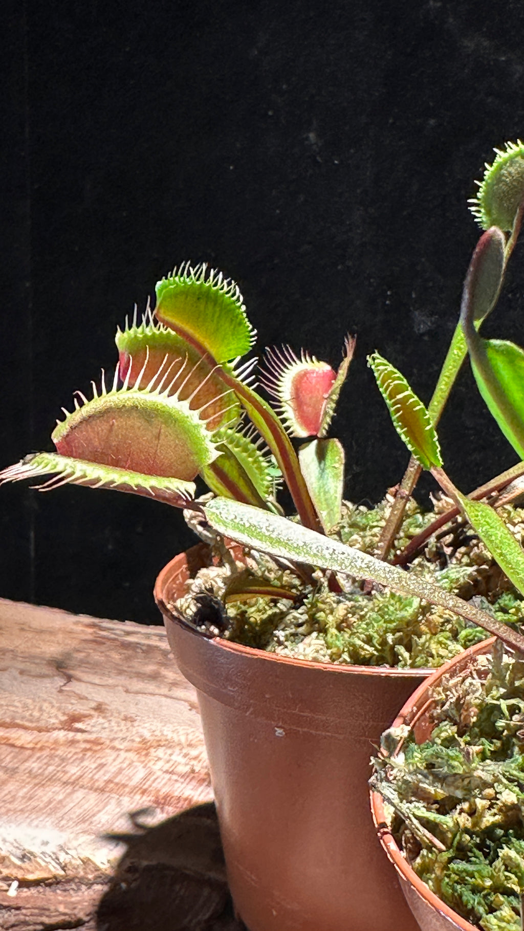 Red Venus Flytrap ‘Akai Ryu’ 3” pot