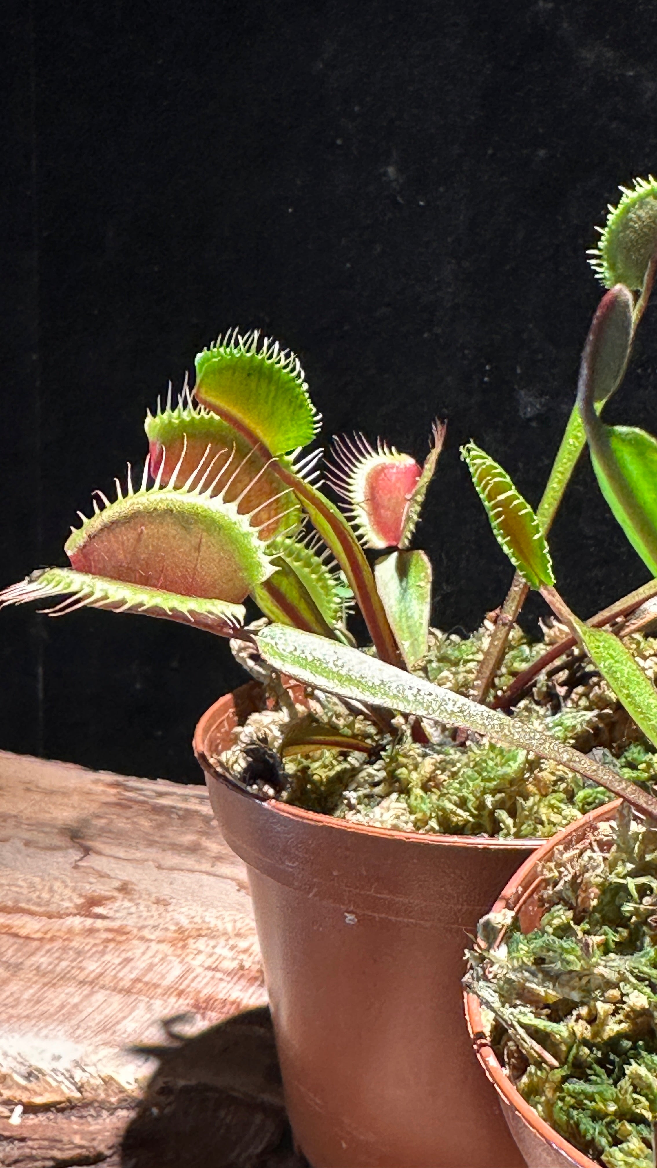 Red Venus Flytrap ‘Akai Ryu’ 3” pot