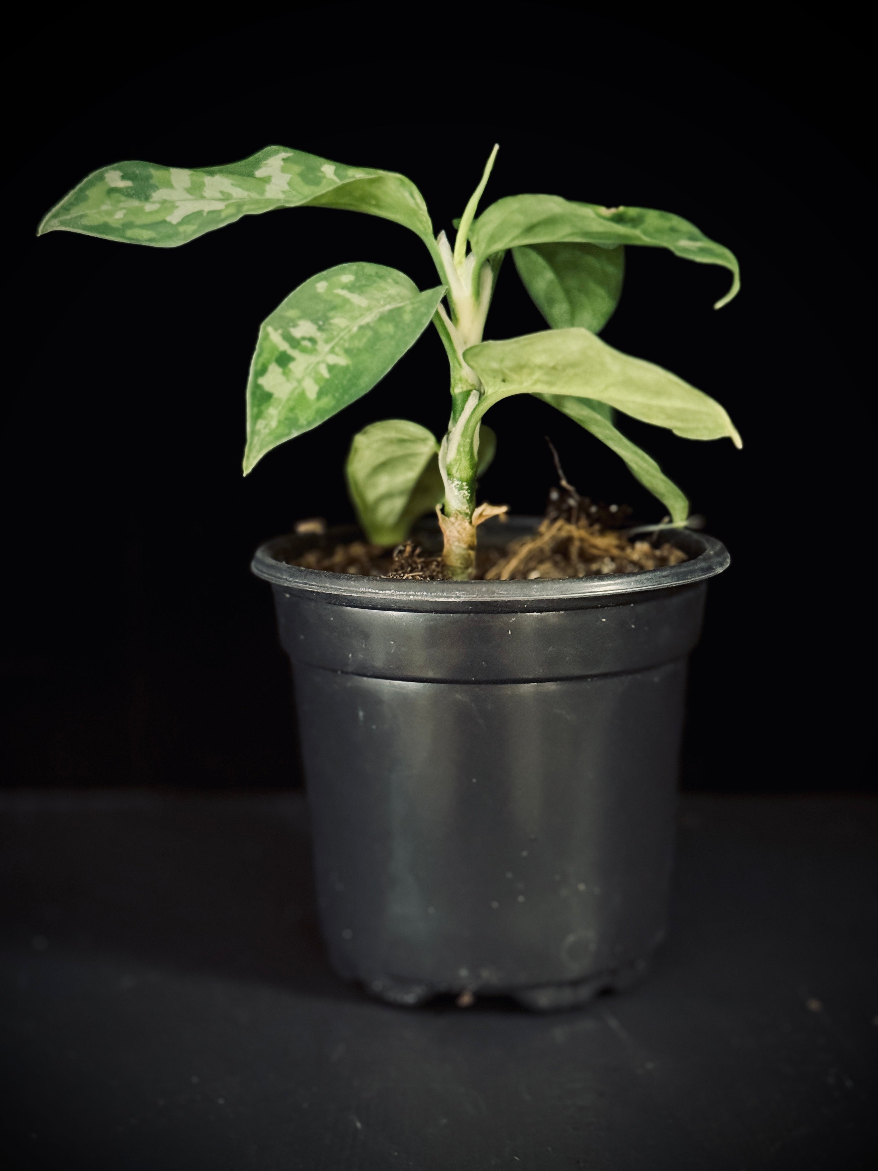 Aglaonema Pictum Tricolor Camouflage