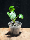Monstera deliciosa ‘Bulbasaur’ – Highly Variegated Collector Plant