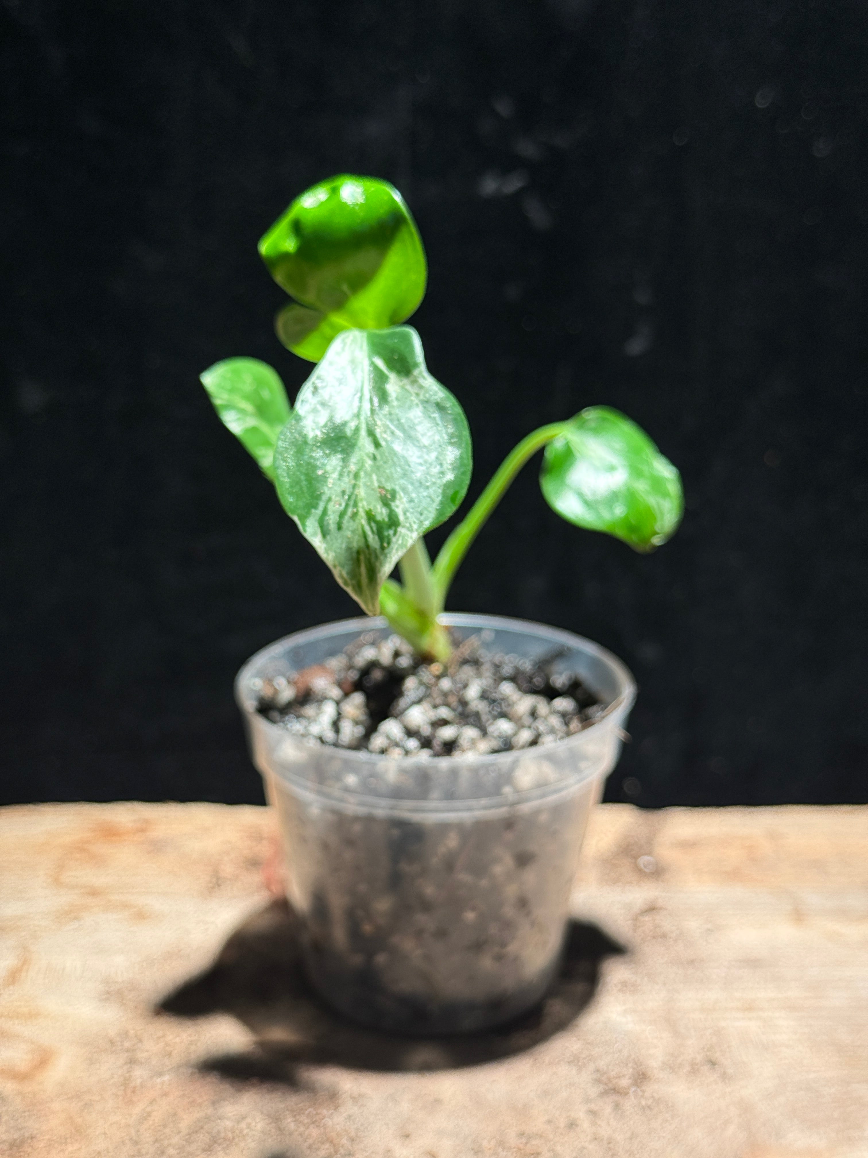 Monstera deliciosa ‘Bulbasaur’ – Highly Variegated Collector Plant