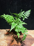 Delicate Lace Fern – Premium Indoor Houseplant